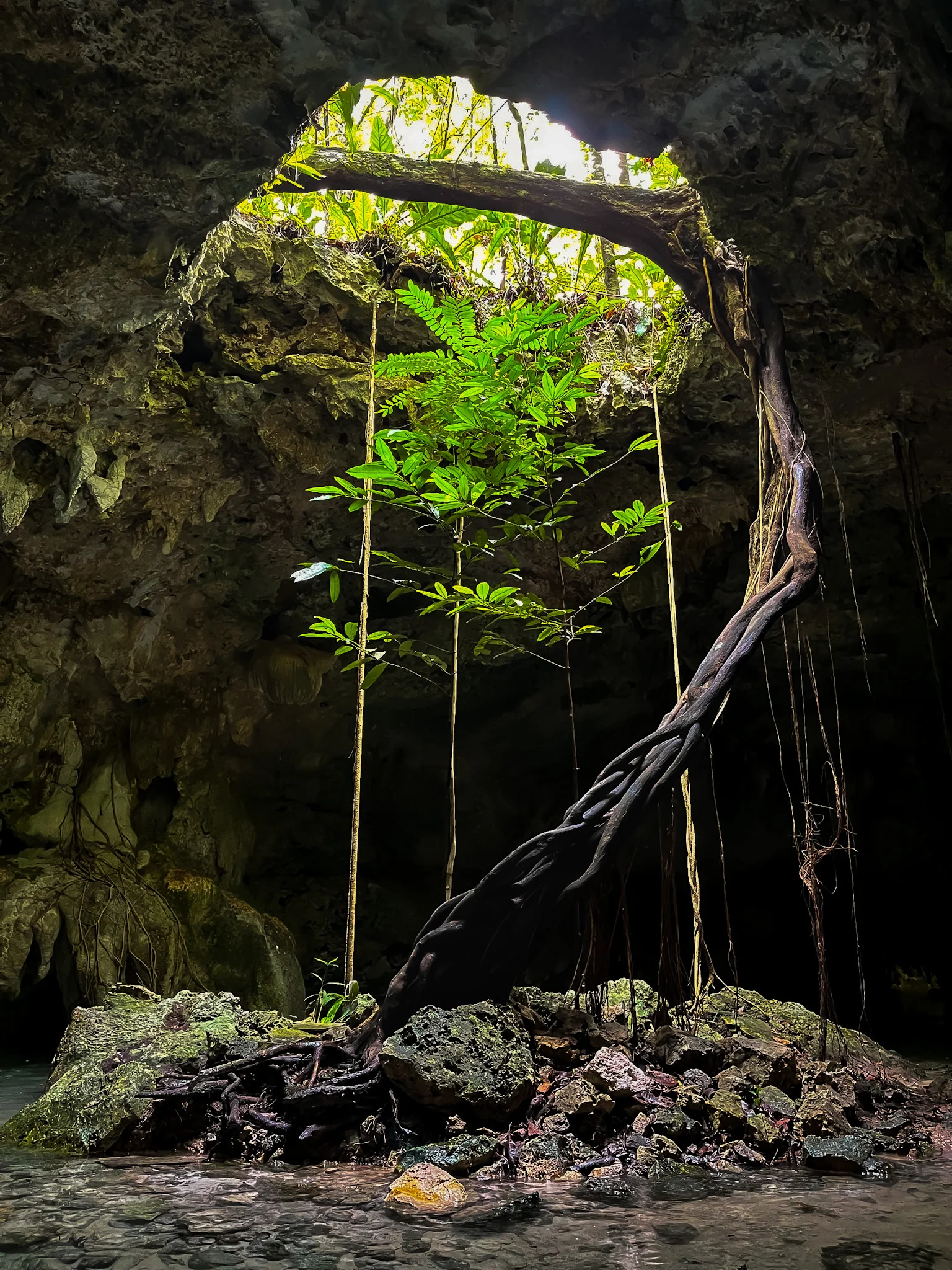 tree growing out of cave into hole in ceiling